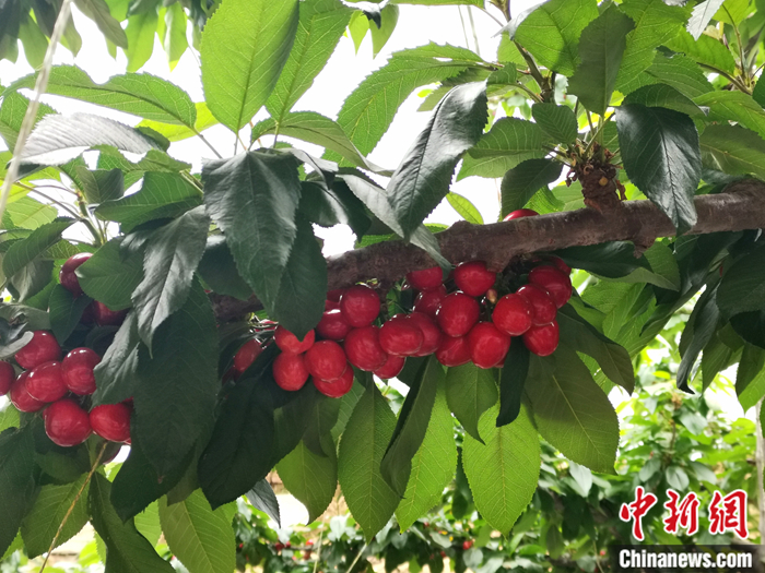 陜西省子長市盛宇現(xiàn)代農(nóng)業(yè)示范園內(nèi)，櫻桃鮮艷欲滴。<a target='_blank'  ><p  align=