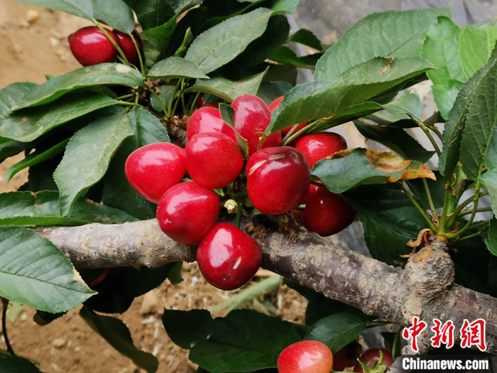 陜西省子長市盛宇現(xiàn)代農(nóng)業(yè)示范園內(nèi)，櫻桃鮮艷欲滴。<a target='_blank'  ><p  align=