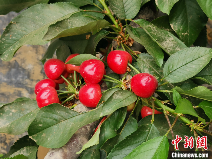 陜西省子長市盛宇現(xiàn)代農(nóng)業(yè)園區(qū)內(nèi)，櫻桃鮮艷欲滴。<a target='_blank'  ><p  align=