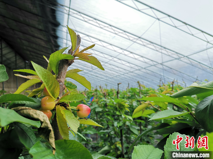 陜西省子長市盛宇現(xiàn)代農(nóng)業(yè)示范園櫻桃園區(qū)。<a target='_blank'  ><p  align=