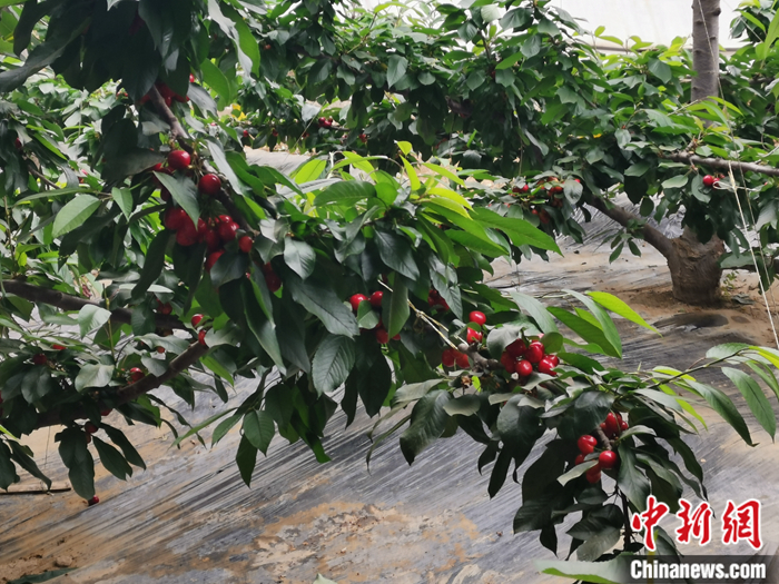 陜西省子長市盛宇現(xiàn)代農(nóng)業(yè)示范園內(nèi)，櫻桃鮮艷欲滴。<a target='_blank'  ><p  align=