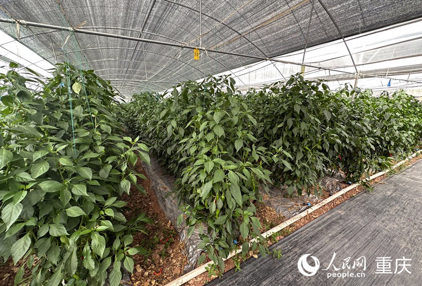 侶俸“巴岳農莊”設施蔬菜科技園內作物長勢良好。人民網記者 劉政寧攝