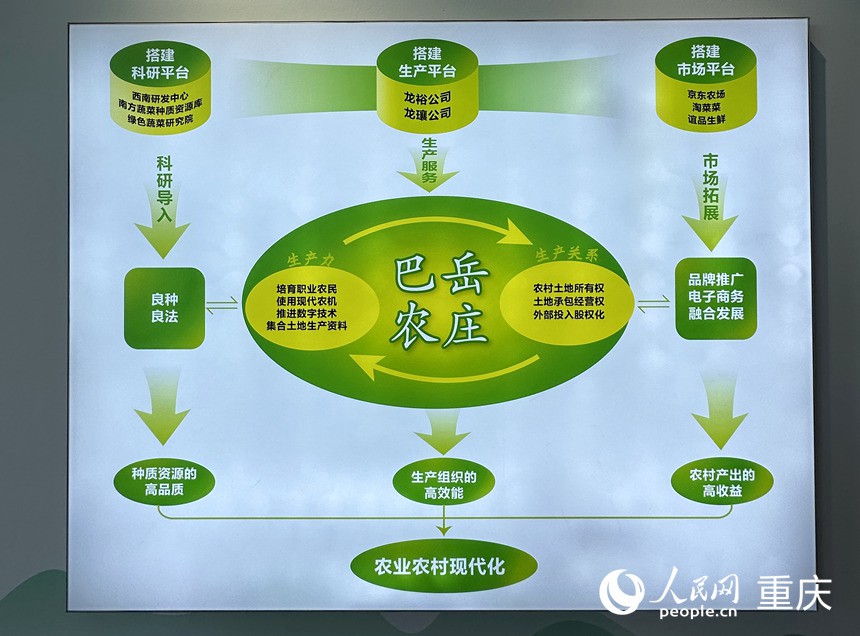 “巴岳農莊”運作示意圖。人民網記者 劉政寧攝