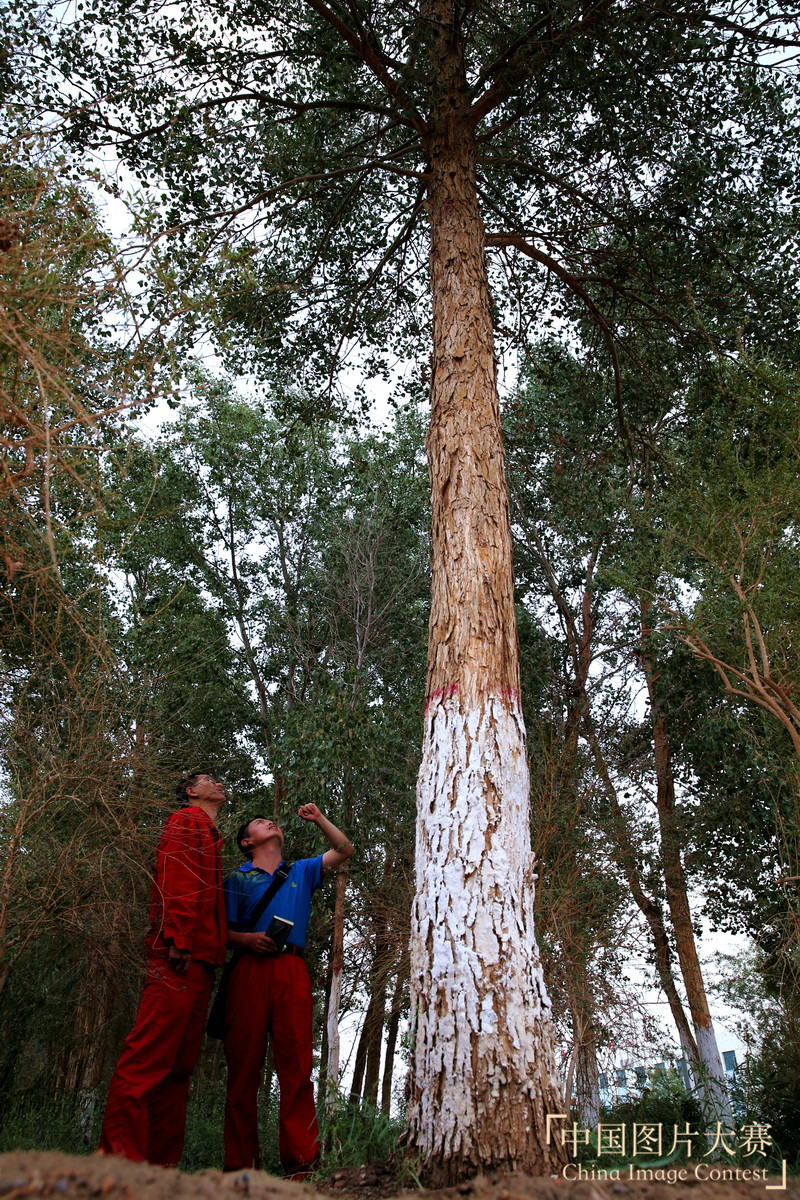 綠化大漠不是夢