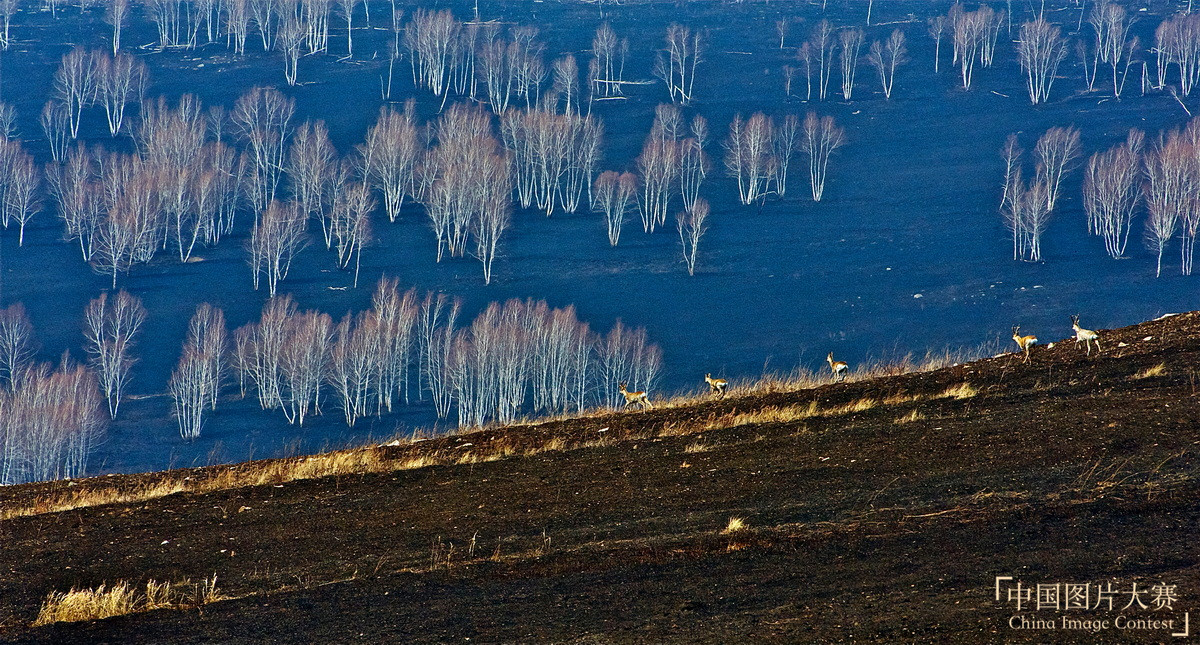 捍衛(wèi)綠色生態(tài)——阿爾山林業(yè)防撲火紀(jì)實
